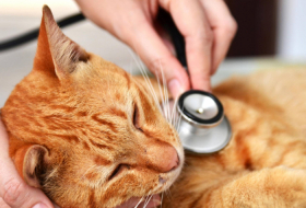   Belgische Mediziner bestätigen Übertragbarkeit des Coronavirus von Mensch auf Katze  