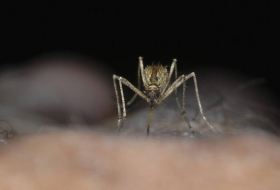   Mückenstich birgt keine Corona-Gefahr  