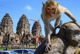   Affen kapern ganze Stadt:   Primaten wegen Corona außer Kontrolle –     Video    