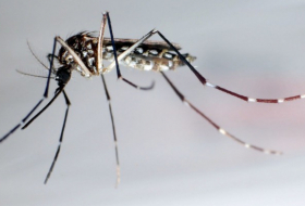 Mücken übertragen das Coronavirus nicht