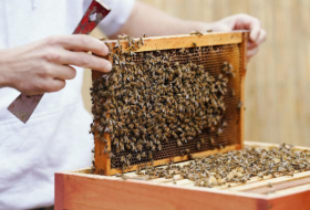   Wie Firmen mit Mietbienen ihr Image pflegen  