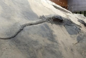   Gigantisches Reptil steckt in Fischsaurier  