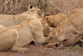 Löwinnen verspeisen ihre Beute nach Jagd auf Impalas – Video aus Südafrika