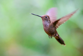 Kolibris senken Körpertemperatur auf bis zu drei Grad