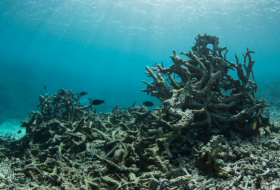     Corona bringt Ozeane in Gefahr:     Über eine Milliarde Schutzmasken im Weltmeer gelandet – Bericht