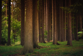 Bundesländer verfehlen deutsches Waldschutz-Ziel