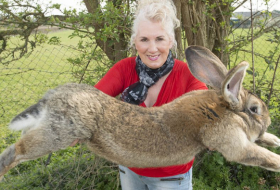 Längstes Kaninchen der Welt gestohlen