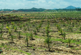   EU ist zweitgrößter Tropenwald-Zerstörer  
