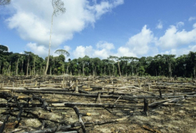 Filmstars fordern mehr Einsatz zum Schutz des Regenwaldes in Brasilien