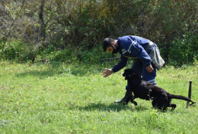   Türkei übergibt 10 Minensuchhunde an das Ministerium für Notsituationen Aserbaidschans -   VIDEO    