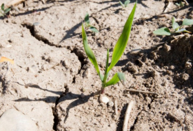 Klimawandel macht neue Nutzpflanzen-Sorten notwendig