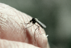     WHO bestätigt:   China hat Malaria besiegt  