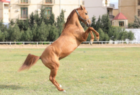 Vorbereitungen für die erste Auktion zum Verkauf von Karabach-Pferden in Aserbaidschan laufen