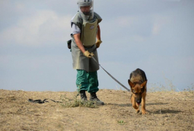   Marshall Heritage Institute wird fünf weitere Minensuchhunde nach Aserbaidschan schicken  
