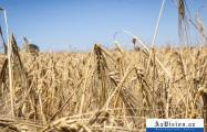   Vereinigten Staaten werden 68 Millionen Dollar für ukrainischen Weizen bereitstellen  