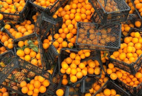  Ungefähr 20 Tonnen schädlicher Orangen vernichtet - FOTO