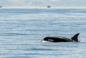   Orcas greifen Boote vor Spaniens Küste an - Jacht sinkt  