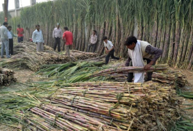   Indien will Zuckerexporte verbieten  