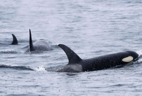   Orcas attackieren immer mehr Schiffe vor Gibraltar  