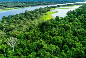   Abholzung im Amazonasgebiet geht stark zurück  