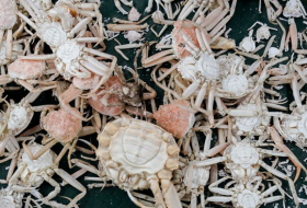   Milliarden Krabben vor Alaska sollen verhungert sein  