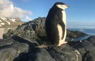   Pinguine nicken mehr als 10.000 Mal am Tag weg  