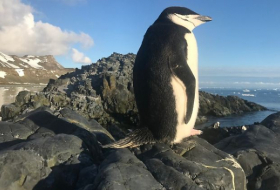   Pinguine nicken mehr als 10.000 Mal am Tag weg  