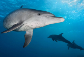   Delfine nutzen elektrische Felder zur Navigation im Meer  