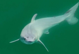   Luftaufnahme soll neugeborenen Weißen Hai zeigen  
