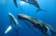   Wie Bartenwale unter Wasser Gesänge erzeugen  