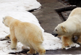 Umweltminister warnt: Eisbären stehen kurz vor Aussterben