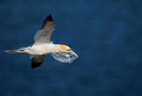 Plastik riecht für Seevögel wie natürliches Futter
