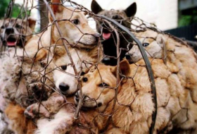Hundefleisch-Festival in Südchina trotz Protesten gestartet