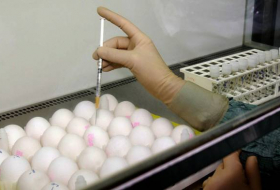 Eier gegen Krebs - Japanische Forscher züchten Hennen, die Eier mit Medizin legen