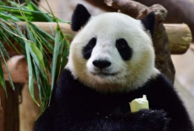 Warum Pandabären schwarz-weiss sind