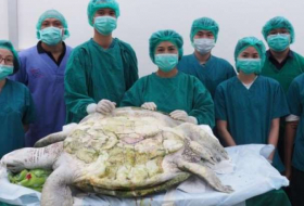 Ärzte müssen fast 1000 Münzen aus Schildkröte entfernen