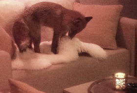 Fuchs “jagt“ Lammfell auf Restaurantterrasse