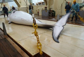 Japan nimmt am Dienstag Walfang in der Antarktis wieder auf