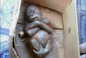 Tierschützer in Indonesien retten “mumifiziertes“ Orang-Utan-Baby