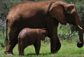 Britischer Tierschützer in Tansania offenbar von Wilderern abgeschossen