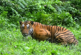 Tiger töten Frau in Safaripark