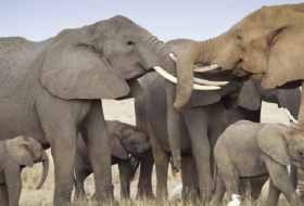 Bestände Afrikanischer Elefanten schrumpfen drastisch