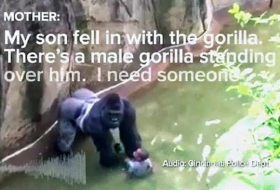 Nach Gorilla-Tod: Eltern werden nicht bestraft