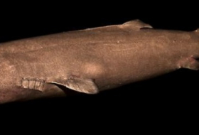 Grönlandhaie werden mehr als 400 Jahre alt