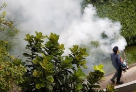 Zika-Bekämpfung: Insektengift tötet Millionen Bienen in den USA