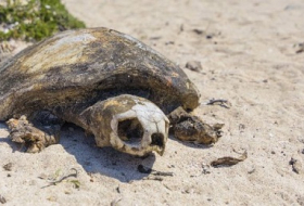 Griechenland kassiert Rüge wegen Schildkrötenschutz