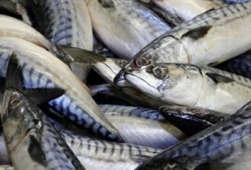 Quoten für die Nordsee: Deutsche Fischer dürfen weniger Makrelen fangen  Mehr Artikel