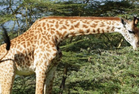 Giraffen sind vom Aussterben bedroht