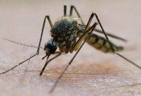 Feuchtwarmes Wetter: Experten fürchten Mückenplage