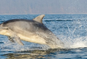 Delfine vor Flensburg: Große Sprünge in der Ostsee